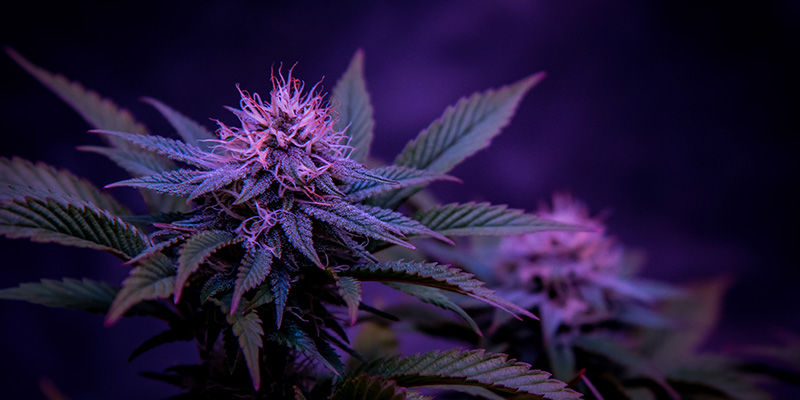 Für jeden ist etwas dabei – Black Orchid ist immer eine gute Orch-Idee!