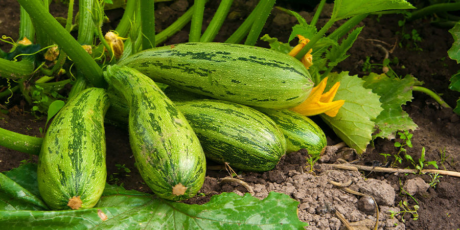Zucchini Zucchini