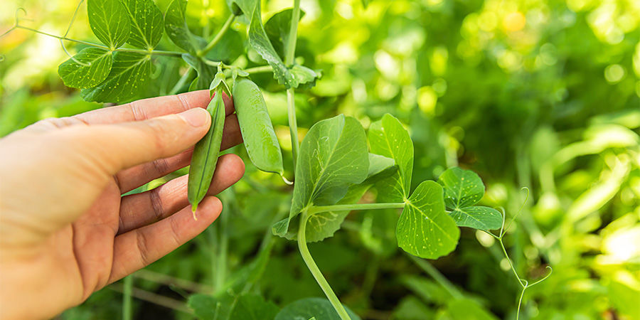 Grüne Bohnen Grüne Bohnen
