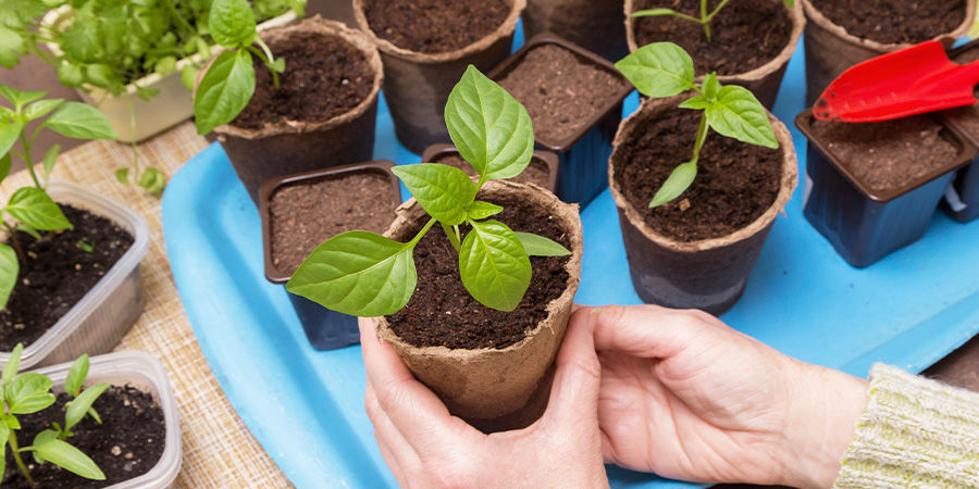 Mach Das Beste Aus Deiner Anbaufläche Mach Das Beste Aus Deiner Anbaufläche