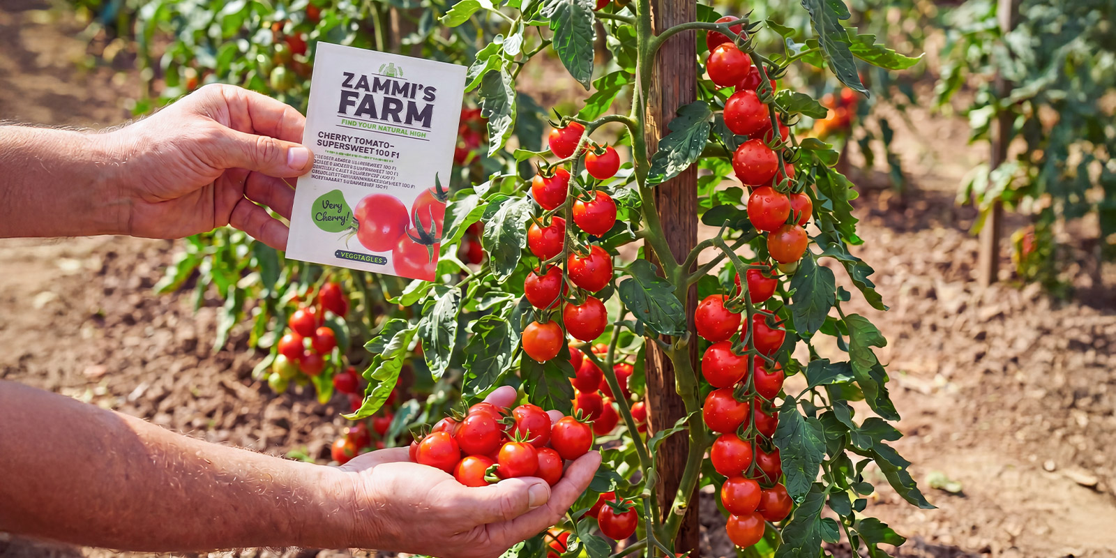 Cherrytomaten Cherrytomaten