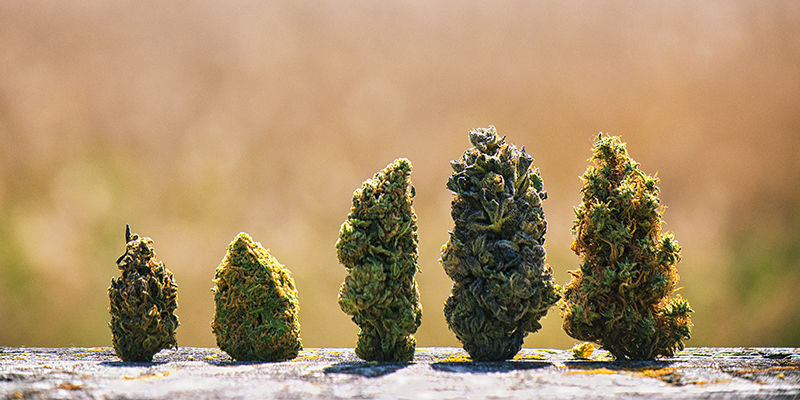 Die Blütenstruktur Die Blütenstruktur