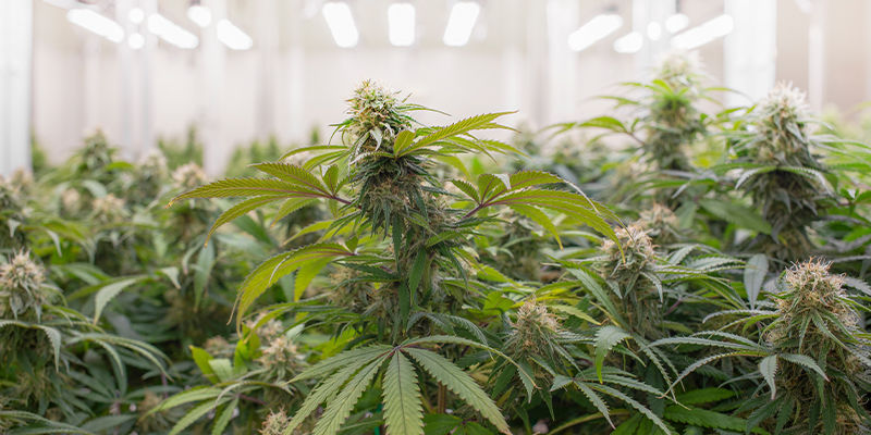 Ernteertrag Ernteertrag