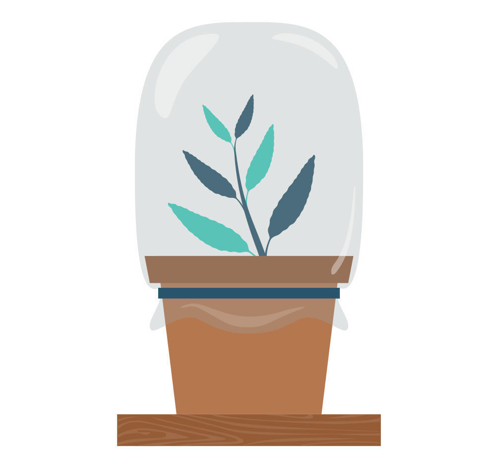 Schritt 5: Salvia divinorum aus einem Steckling züchten