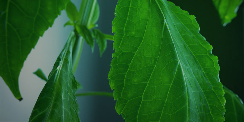 Abschließende Gedanken Zum Anbau Von Salvia Divinorum Abschließende Gedanken Zum Anbau Von Salvia Divinorum