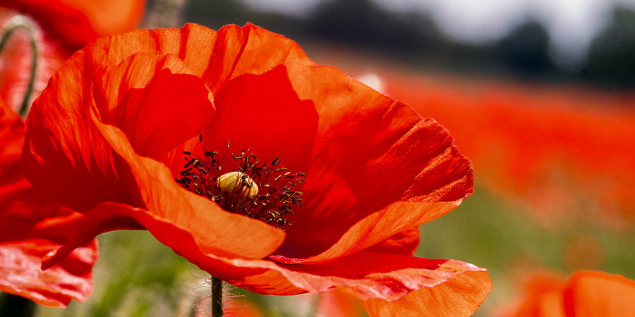 Klatschmohn Single Red