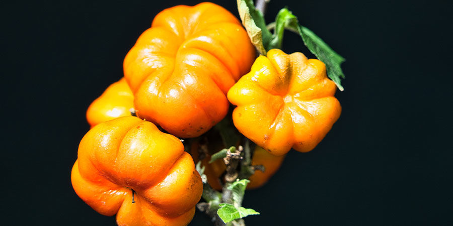 Kürbis Am Stock Kürbis Am Stock