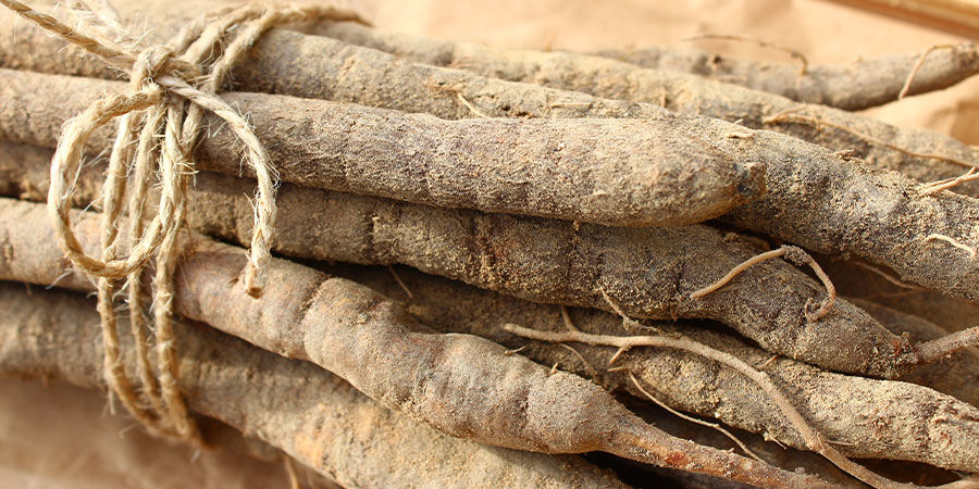 Haferwurzel Blanco Haferwurzel Blanco