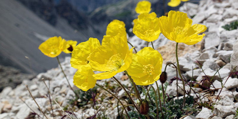 Alpen-Mohn (Papaver Alpinum) Alpen-Mohn (Papaver Alpinum)