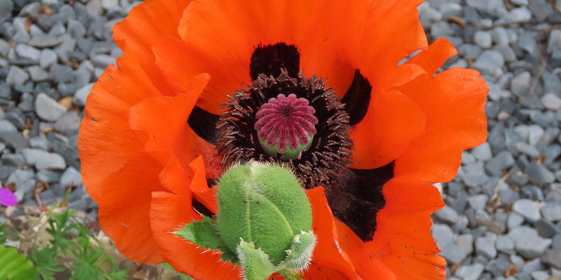 Arznei-Mohn (Papaver Bracteatum) Arznei-Mohn (Papaver Bracteatum)