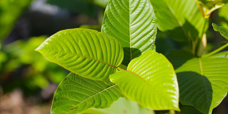 Mitragyna speciosa kennenlernen