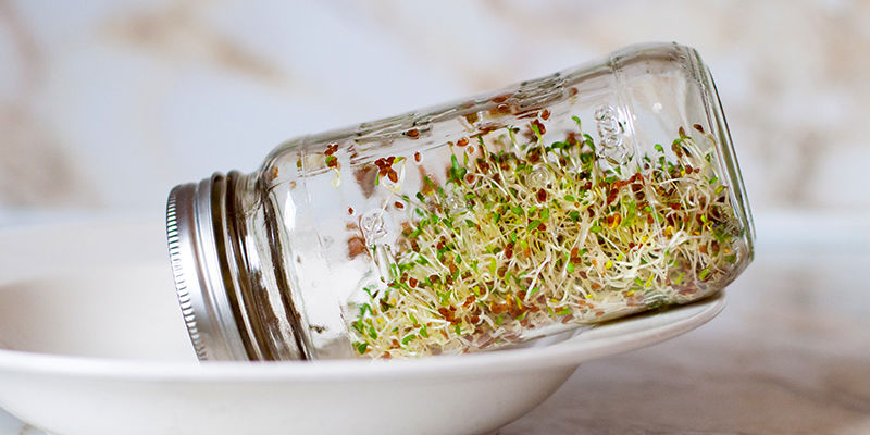 Ernte Und Lagere Deine Sprossen Ernte Und Lagere Deine Sprossen