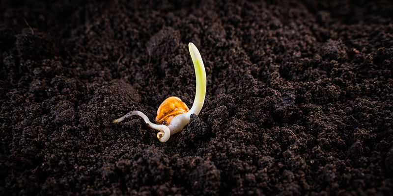 Lass Deine Stevia-Samen Keimen Lass Deine Stevia-Samen Keimen