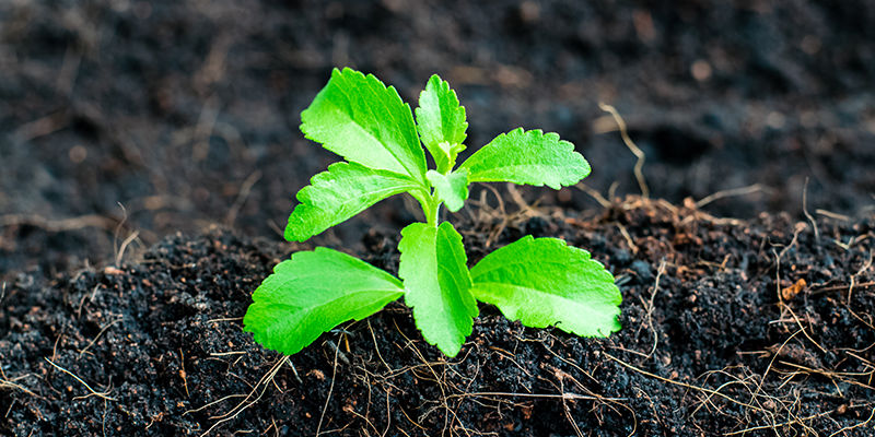 Wie Baut Man Stevia An? Wie Baut Man Stevia An?
