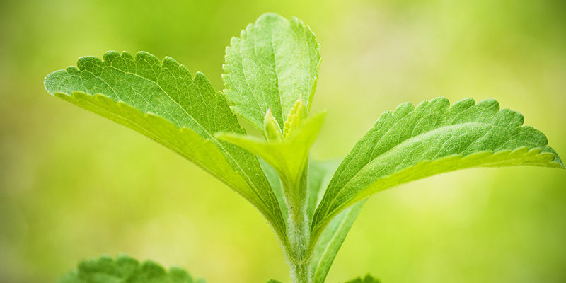 Stevia: Eine Wertvolle Ergänzung Für Deinen Garten Und Deine Ernährung Stevia: Eine Wertvolle Ergänzung Für Deinen Garten Und Deine Ernährung