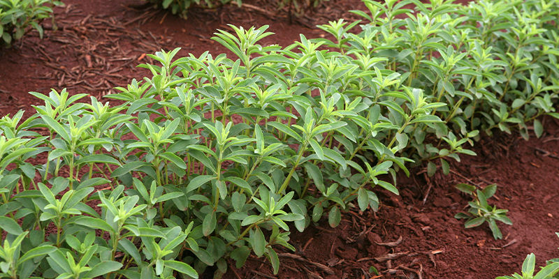 Woher Stammt Stevia? Woher Stammt Stevia?