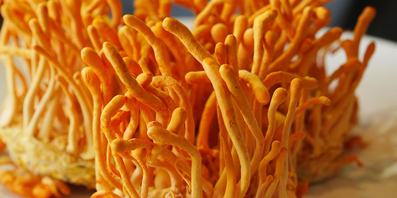 Cordyceps Cordyceps