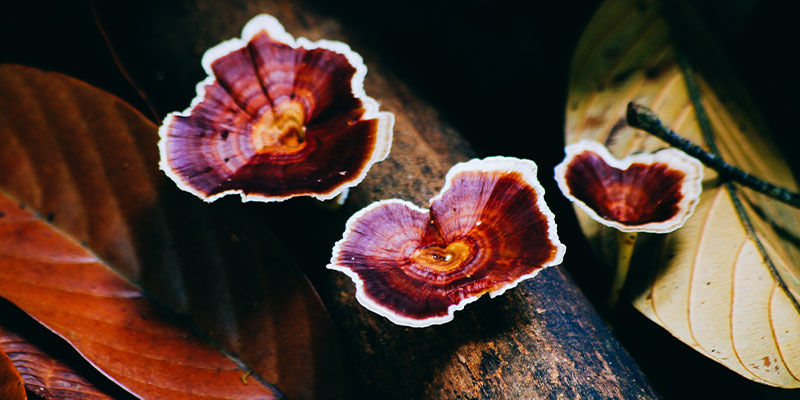 Reishi Reishi