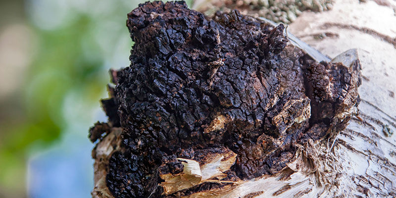Chaga Chaga