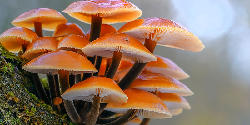 Gemeiner Samtfußrübling Gemeiner Samtfußrübling