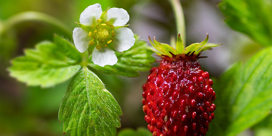 Wald-Erdbeeren Wald-Erdbeeren