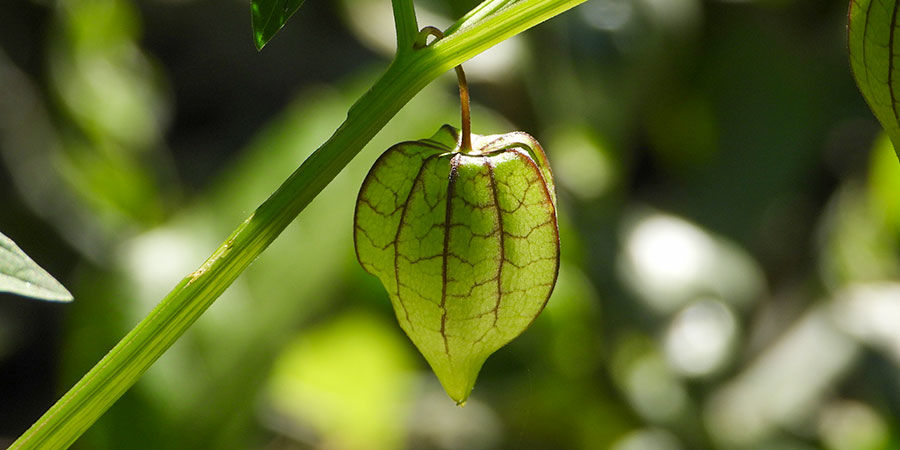 Tomatillo (Physalis Ixocarpa) Tomatillo (Physalis Ixocarpa)