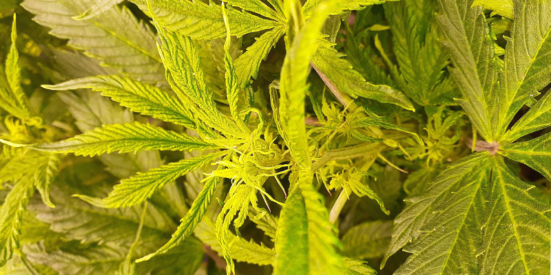 HpLVd: Heimtückisch Und Schwer Zu Behandeln