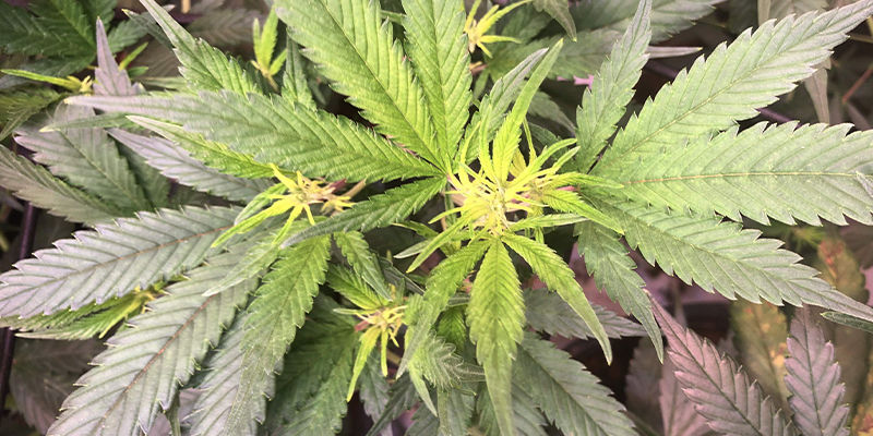 Was Ist Das Latente Hopfenviroid?