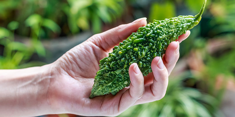 Bittermelone Bittermelone