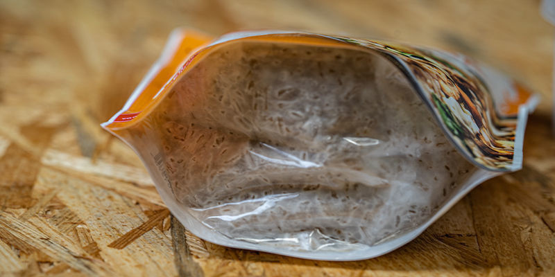 Das Myzel wachsen lassen