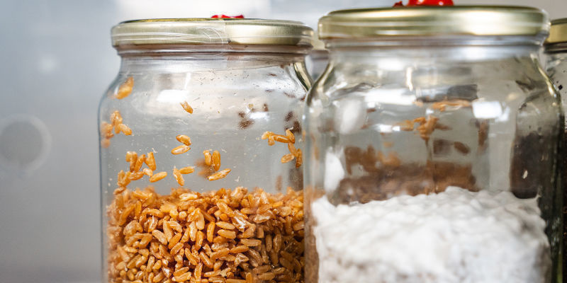 Vom Getreide zur Masse