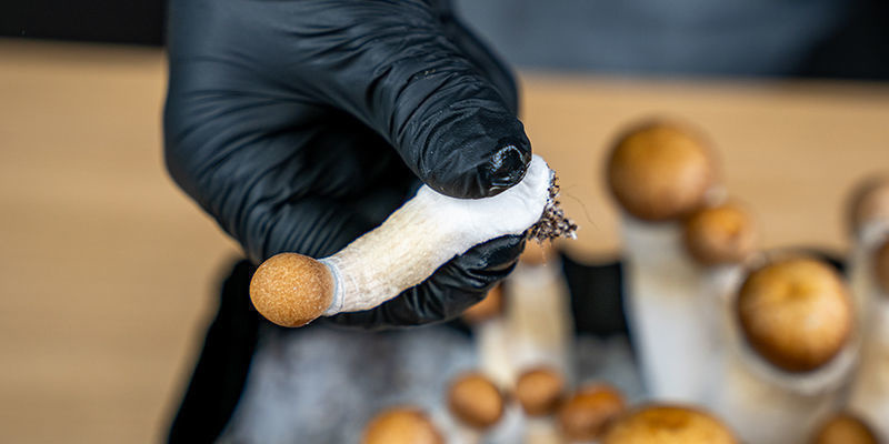 Der Übergang zur Sterilisation großer Substratmengen