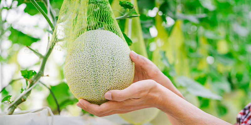 Wann Und Wie Zu Ernten Ist Wann und wie zu ernten ist