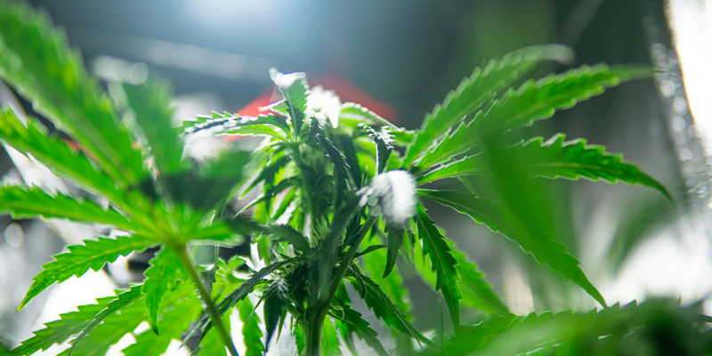 Mach Dich Noch Heute Mit LEC-Anbaulampen Vertraut Mach Dich Noch Heute Mit LEC-Anbaulampen Vertraut