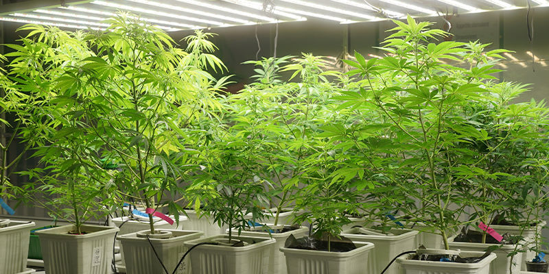 Wie Viel Strom Verbrauchen LEC-lampen? Wie Viel Strom Verbrauchen LEC-lampen?