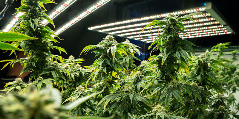 Wie Man LEC-Lampen Verwendet Wie Man LEC-Lampen Verwendet