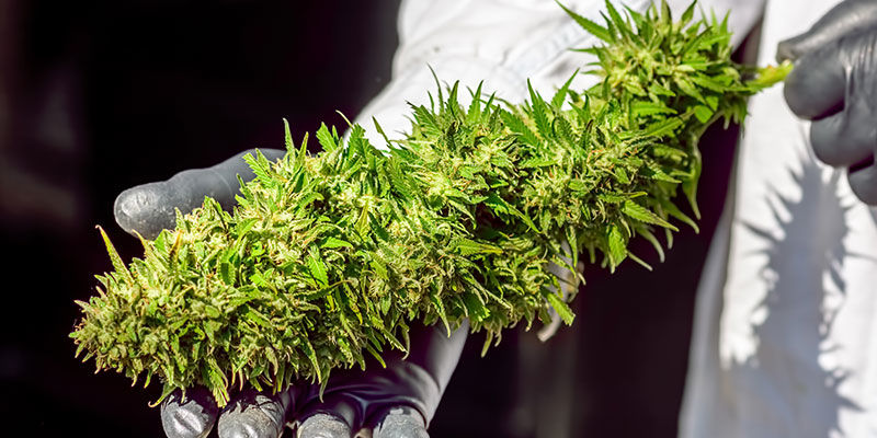 Pflanzliche Weltrekorde