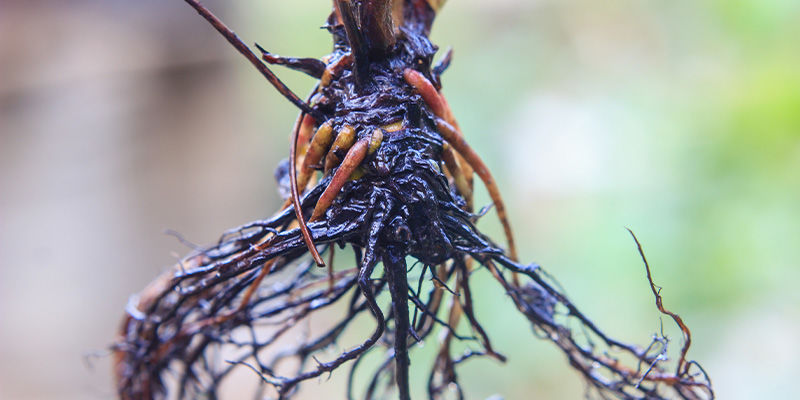 Mögliche Probleme Beim Anbau In Kalten Klimazonen Mögliche Probleme beim Anbau in kalten Klimazonen