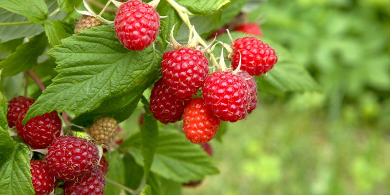 Himbeeren Himbeeren
