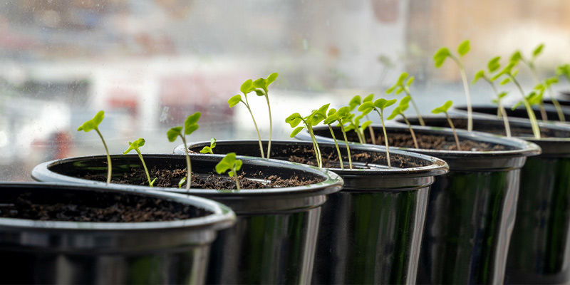 Wann Sollte Man Sein Saatgut Aussäen? Wann sollte man sein Saatgut aussäen?