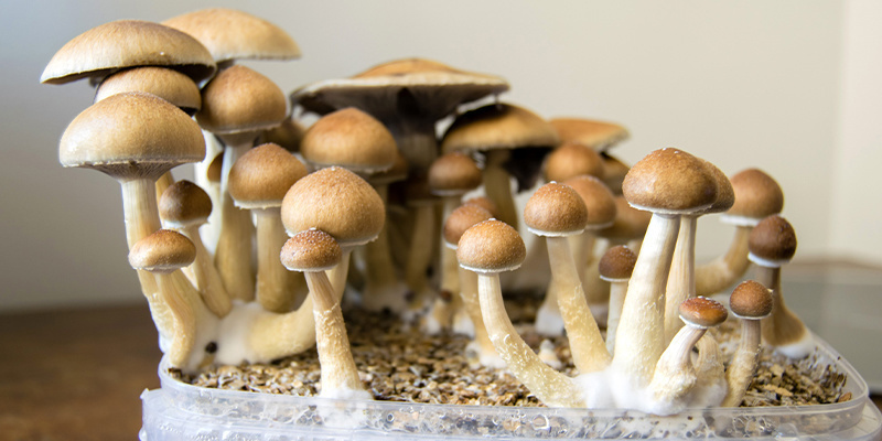 Flüssigkulturen nutzen: Reichliche Pilzernten warten