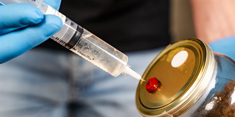 Schüttle die Flüssigkultur-Spritze, um das Myzel darin gleichmäßig zu verteilen Beimpfe das Substrat, indem du die Spritze durch die Injektionsöffnung in das Medium steckst