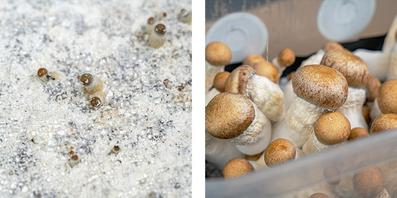 Warte, bis dein Set vollständig kolonisiert ist