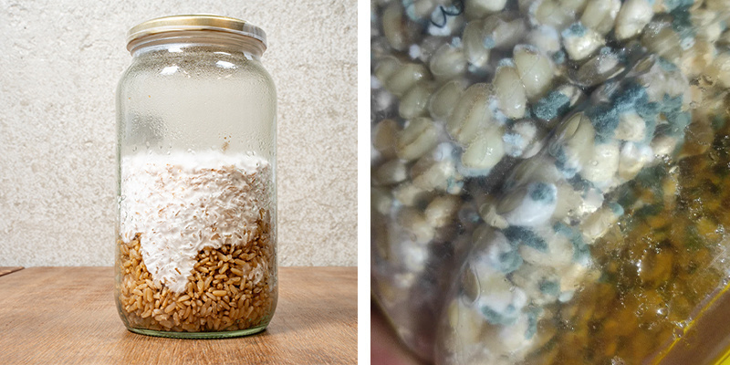 Woran erkennt man, ob eine Flüssigkultur gesund oder kontaminiert ist?