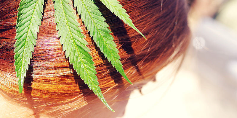 Verursacht Der Konsum Von Cannabis Haarwachstum Oder Haarausfall? Verursacht Der Konsum Von Cannabis Haarwachstum Oder Haarausfall?