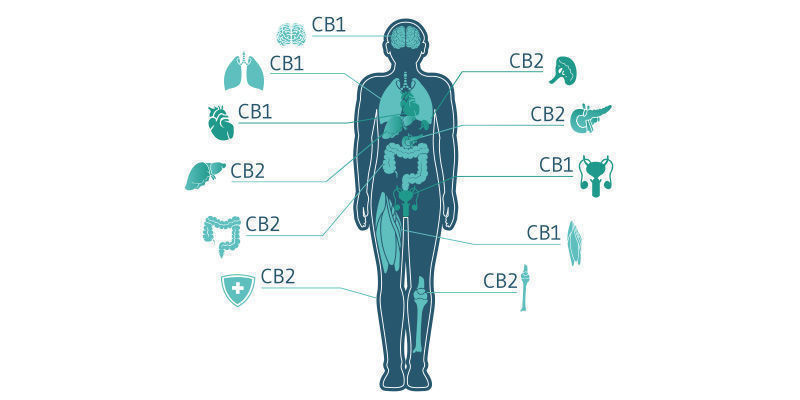 Interaktion Mit Dem Endocannabinoid-System Interaktion Mit Dem Endocannabinoid-System