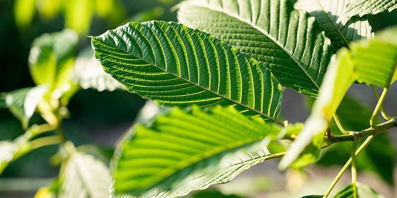 Erzeugen Verschiedene Arten Von Kratom Unterschiedliche Wirkungen? Erzeugen Verschiedene Arten Von Kratom Unterschiedliche Wirkungen?
