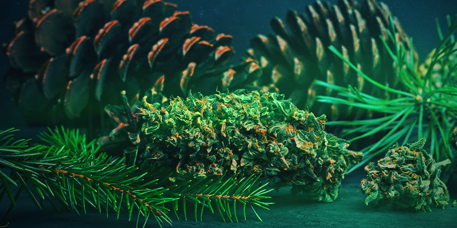 Northern Lights: Aroma Und Wirkung NORTHERN LIGHTS: AROMA UND WIRKUNG