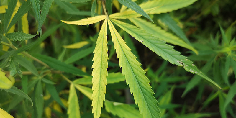 Woran Erkennt Man Einen Stickstoffmangel? Woran Erkennt Man Einen Stickstoffmangel?