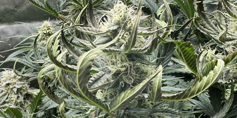 Wie Verhält Es Sich Mit Überschüssigem Stickstoff? Wie Verhält Es Sich Mit Überschüssigem Stickstoff?